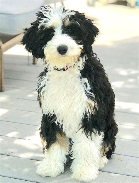  See more details About the F1 Bernedoodle breed