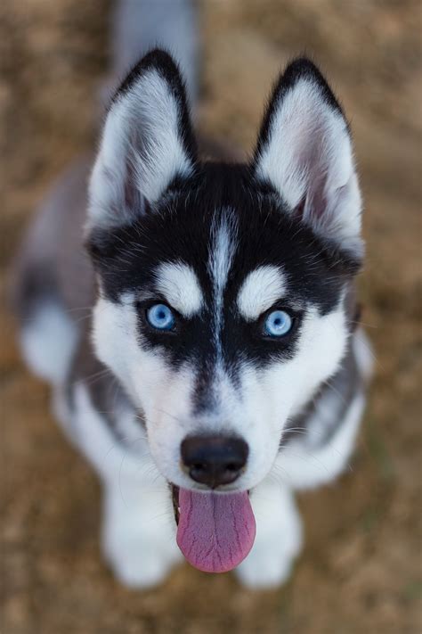  See more ideas about husky dogs, husky, dogs