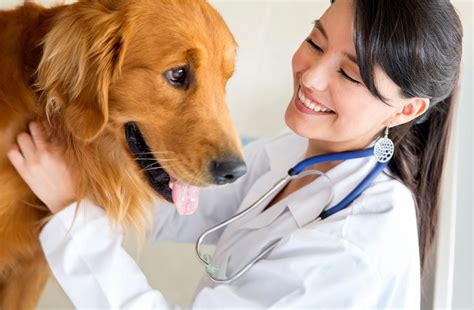  Seek traditional therapies for your dog with the guidance of your vet