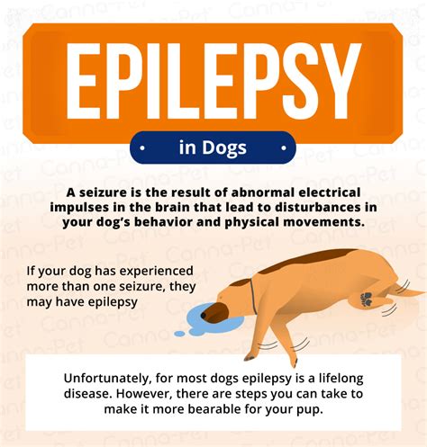  Seizures, in most dogs, are the result of epilepsy and occur when the brain misfires electrical impulses