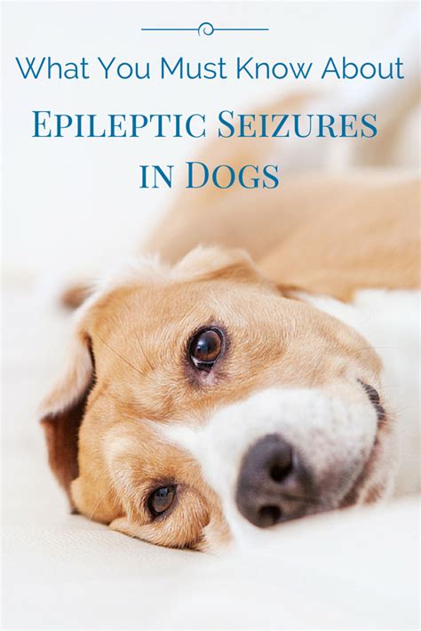  Seizures in dogs can be caused by various factors such as genetic predisposition, head trauma, epilepsy, and brain tumors, among others