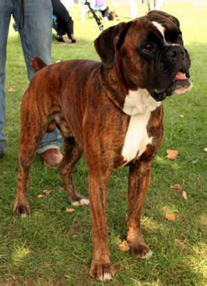  Select German Imported Boxer puppies are available with advanced approval by reservation only