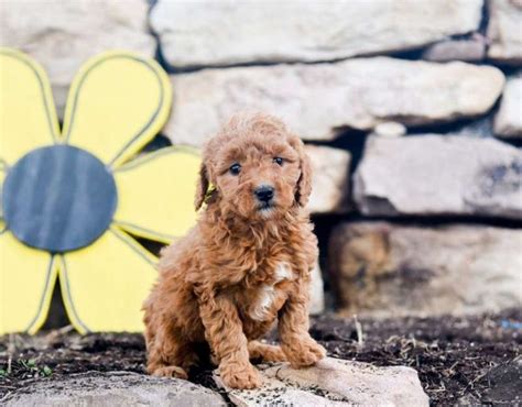  Selecting a goldendoodle breeder in Seattle can be difficult, so we offer the following information to help you make your decision