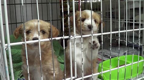  Selection of puppies needing homes and surrounding areas to find your next furry puppy