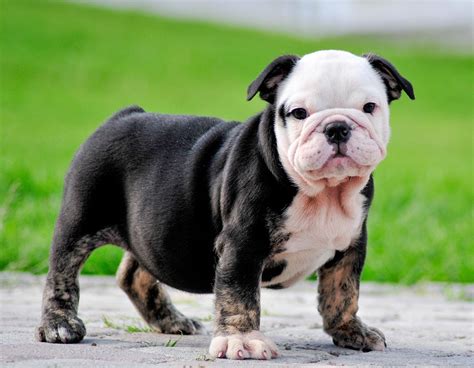  Selective breeding of English bulldogs for the desired trait of small size led to the miniature bulldog