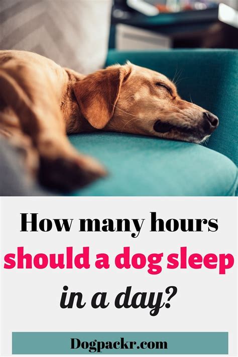  Senior dogs may sleep hours a day, and even hours a day is considered normal