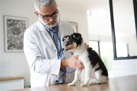  Senior dogs should regularly attend checkups with their veterinarian
