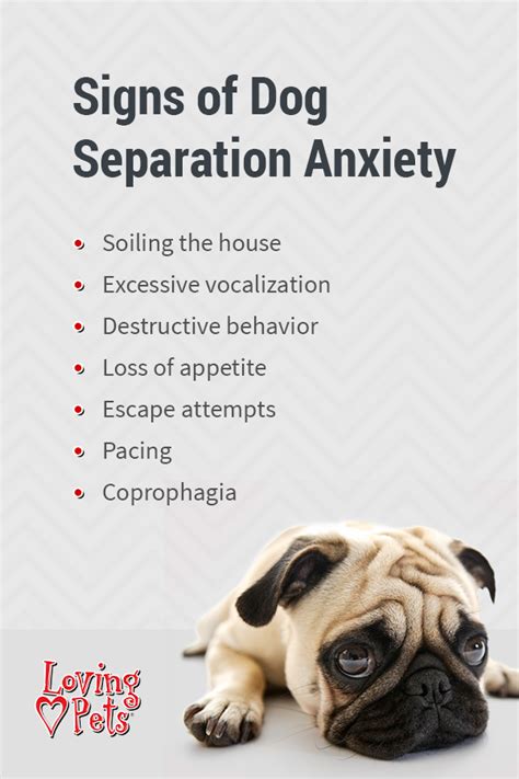  Separation Anxiety Any dog breed can suffer from separation anxiety, but some breeds are more prone to it than others, including the standard and mini French bulldog