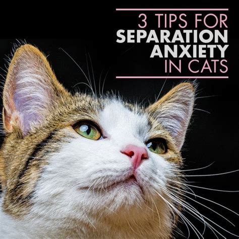  Separation anxiety is the most common form of anxiety for cats