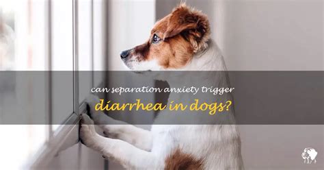  Separation from family members can also lead to dog diarrhea due to separation anxiety
