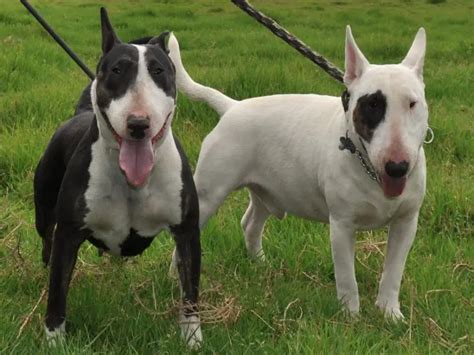  Several breeds arose from this, including the bull terrier