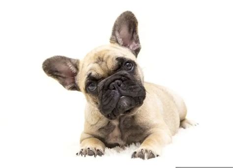  Several factors can influence the price of a French Bulldog, and it is essential to consider them before making a purchase
