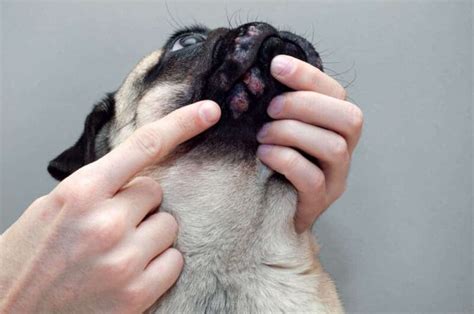  Several infections as well as problems that dogs develop begin in the mouth