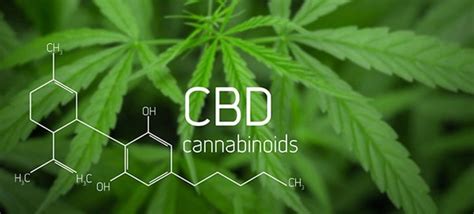  Several research studies show CBD has an antitumor and anticancer effect