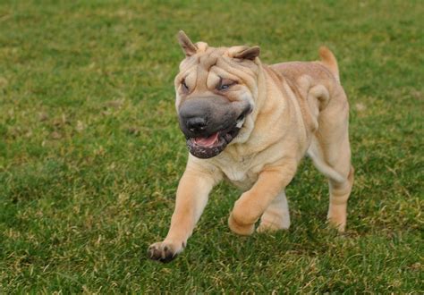  Shar-Peis are intelligent, dominant dogs