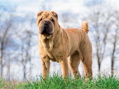  Shar-Peis are prone to hypothyroidism, often inherited