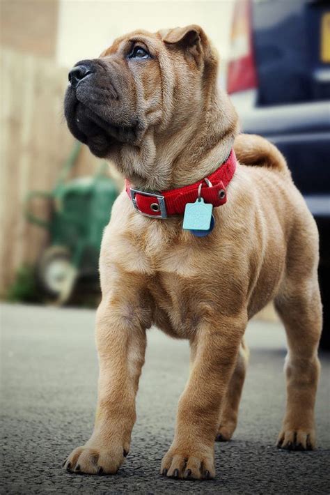  Shar-Peis can be challenging for novice dog owners to train because of their strong protective instincts
