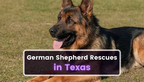  Share A Story! German Shepherd Rescues In Texas A small commission may be earned on any purchases made via links on this page