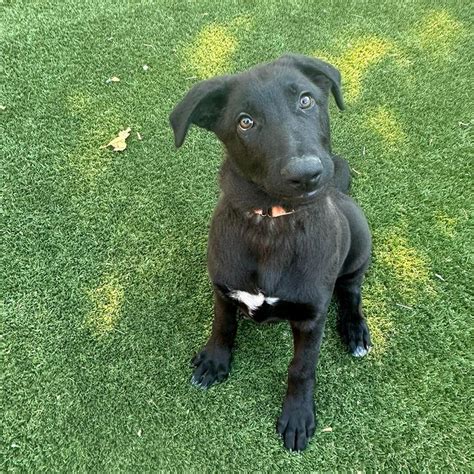  Shawnee Doggo Needs A Home! Top 10 Reasons to Adopt a Black Lab