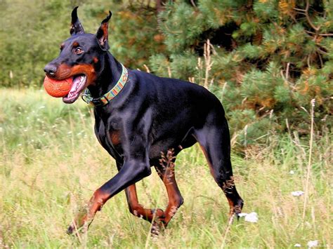  She along with her husband has been breeding Dobermans for over 40 …