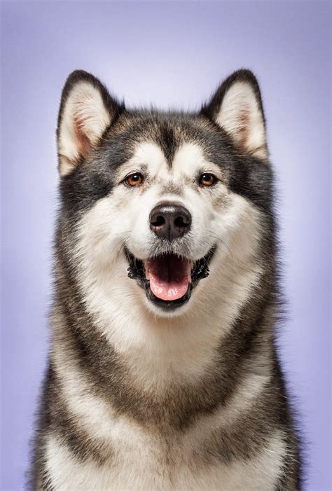  She has over 10 years of experience with Alaskan Malamutes and Huskies