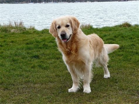  She has the typical tolerant Golden Retriever temperament and her fosters say that she is extremely gentle