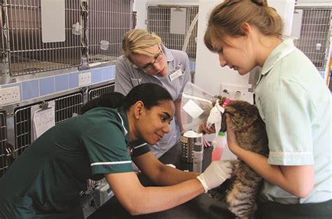  She has worked in the veterinary field in various roles for more than a decade