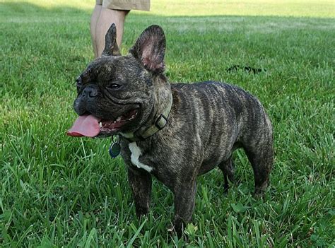  She is a 3 yr old, 26 lb Frenchie