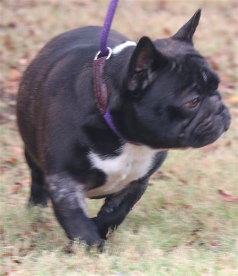  She is a big boned, stocky, short to the ground Frenchie! She has a nice haircoat and no soundness or eye issues