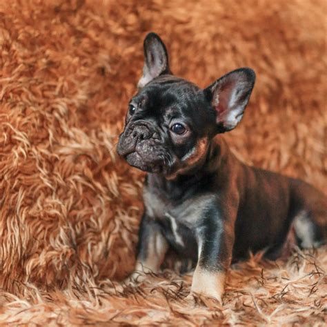  She is perfection! We cannot wait to extend our Frenchie family and will absolutely be giving Deb and Shelly a call when we are ready