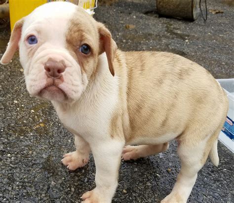  She is ready for her new home! Seller Bulldogpups