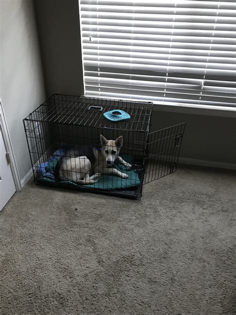  She knows when it is time for lights out, and goes right in her kennel