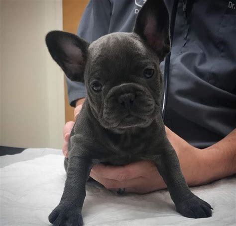  She produces healthy and adorable French Bulldogs