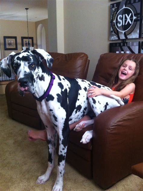  She thinks she is a lap dog