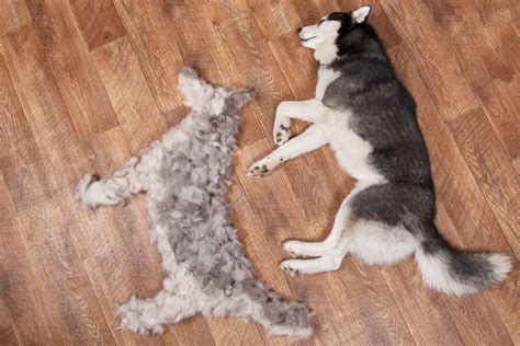  Shedding and doggy odor