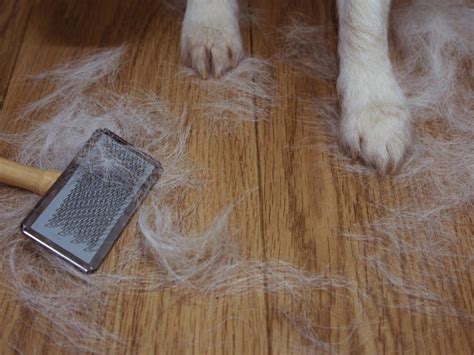  Shedding puppy hair can all too easily get caught up in tight curls leading on to painful knots and mats that are all but impossible to remove with a brush
