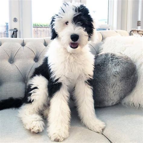  Sheepadoodle puppies for sale! The breed requires minimal grooming and exercise