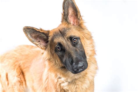 ShepHeroes is a non-profit animal rescue organization with a deeply experienced team of volunteers focused on carefully placing German Shepherd Dogs into loving homes that match the dog