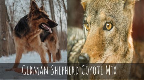  Shepherd coyotes are highly intelligent hybrids, but they are also wild which can make training a challenge