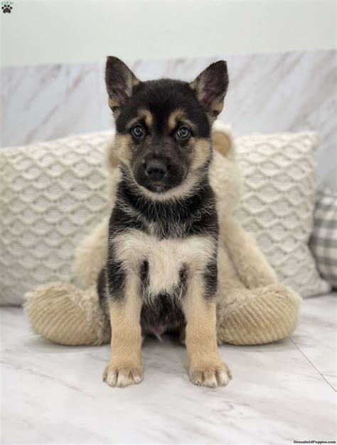  Shepsky puppy for sale on Puppies for Sale Near Me