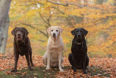  Shooting communities still tend to prefer the black Lab, but yellow Labs are very common in other working roles, like as therapy dogs and guide dogs