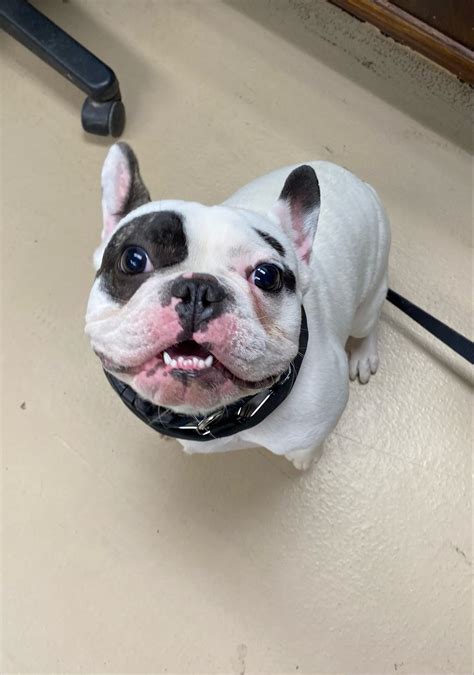  Short answer ralphie french bulldog: Ralphie is a popular French Bulldog known for his friendly personality and distinctive appearance
