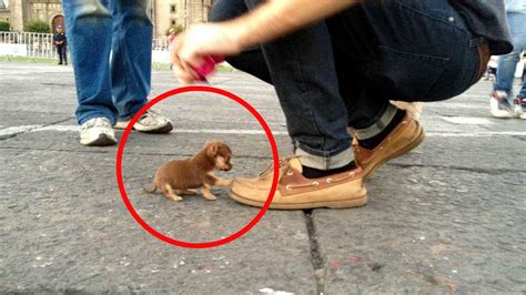  Shortest dog in the litter at 