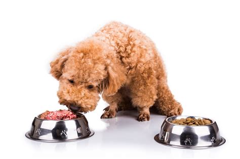  Should I choose wet or dry food for my Poodle? Both wet and dry food can be suitable for Poodles