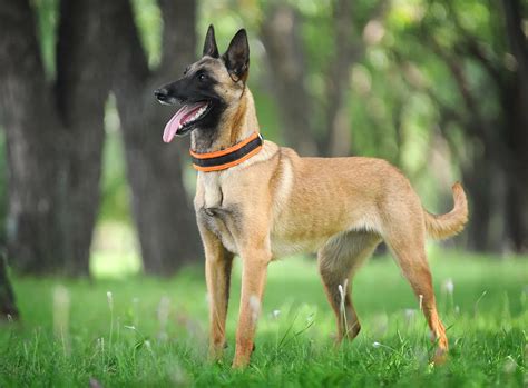  Should a Belgian Malinois Mix take after this parent, you should be able to expect something similar