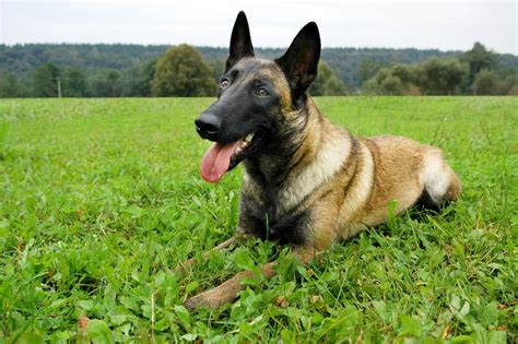  Should they inherit a Belgian Malinois coat, they will shed moderately year-round and heavier when seasons change