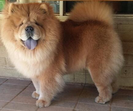  Should they inherit the Chow coat, it will be very thick and very fluffy and need a lot of maintenance