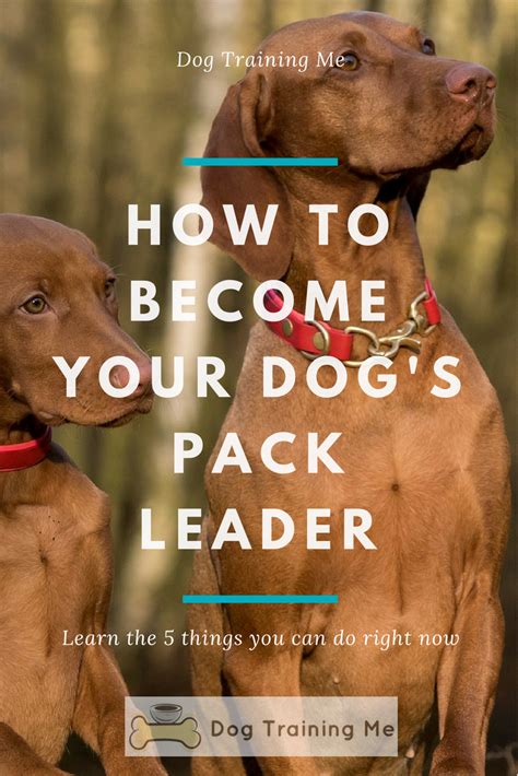  Show your dog who is boss At the end of the day, you are the pack leader, and your dog needs to know that