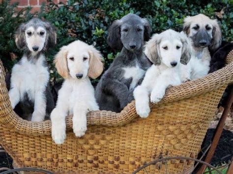  Showing 1 - 18 of 18 Afghan Hound puppy litters