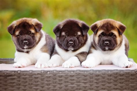  Showing 1 - 21 of 73 Akita puppy litters